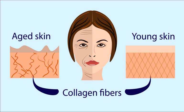  role of collagen in body