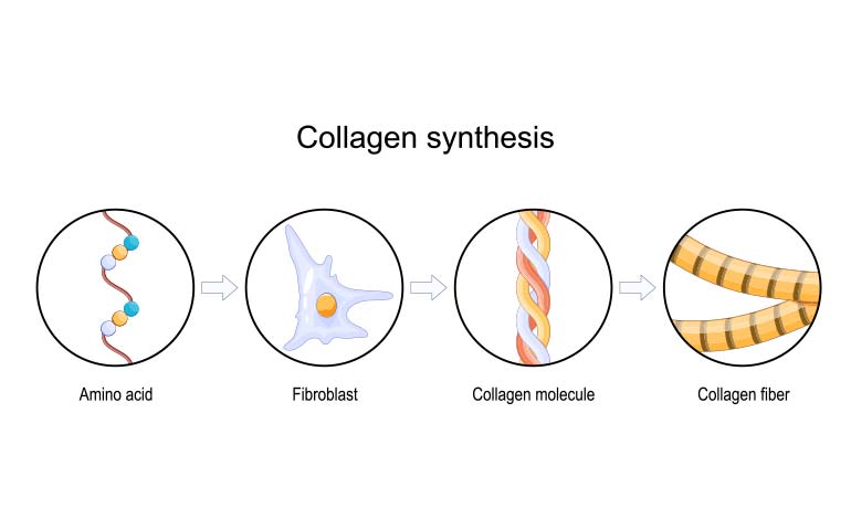 collagen synthesis