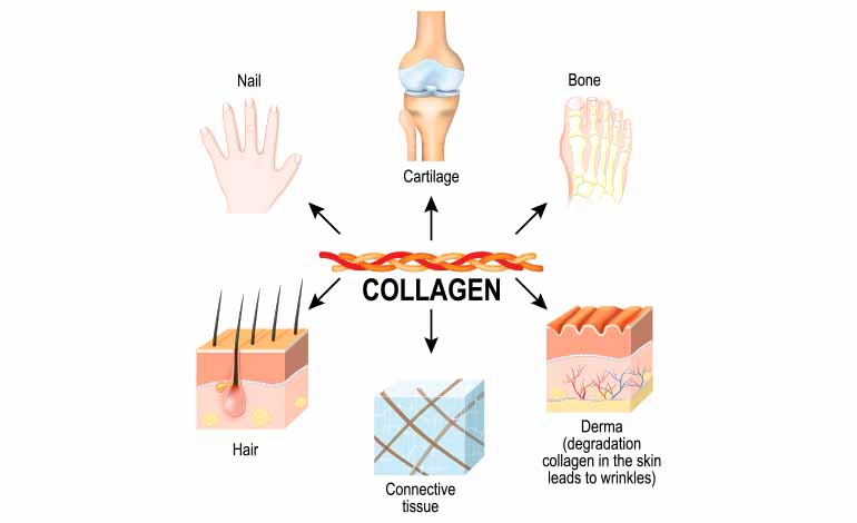فوائد الكولاجين