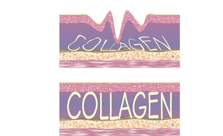 collagen in human body