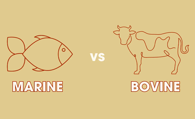 bovine vs marine collagen