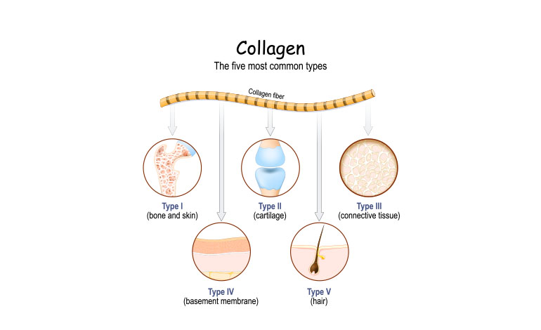 types of collagen