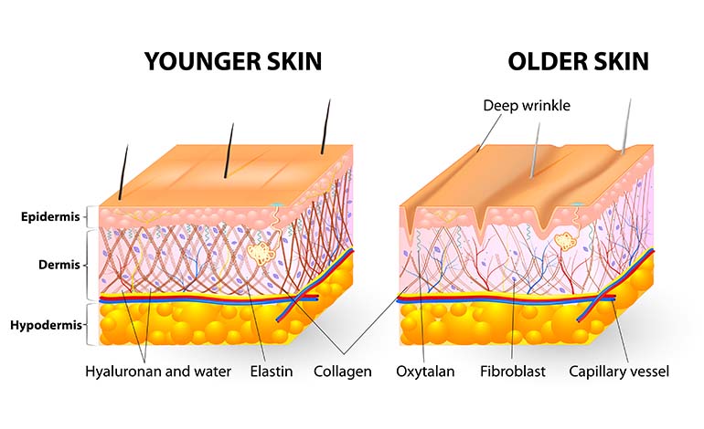 skin structure