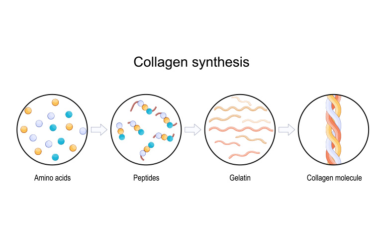 collagen synthesis