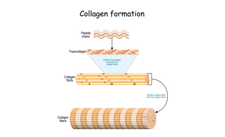 collagen formation